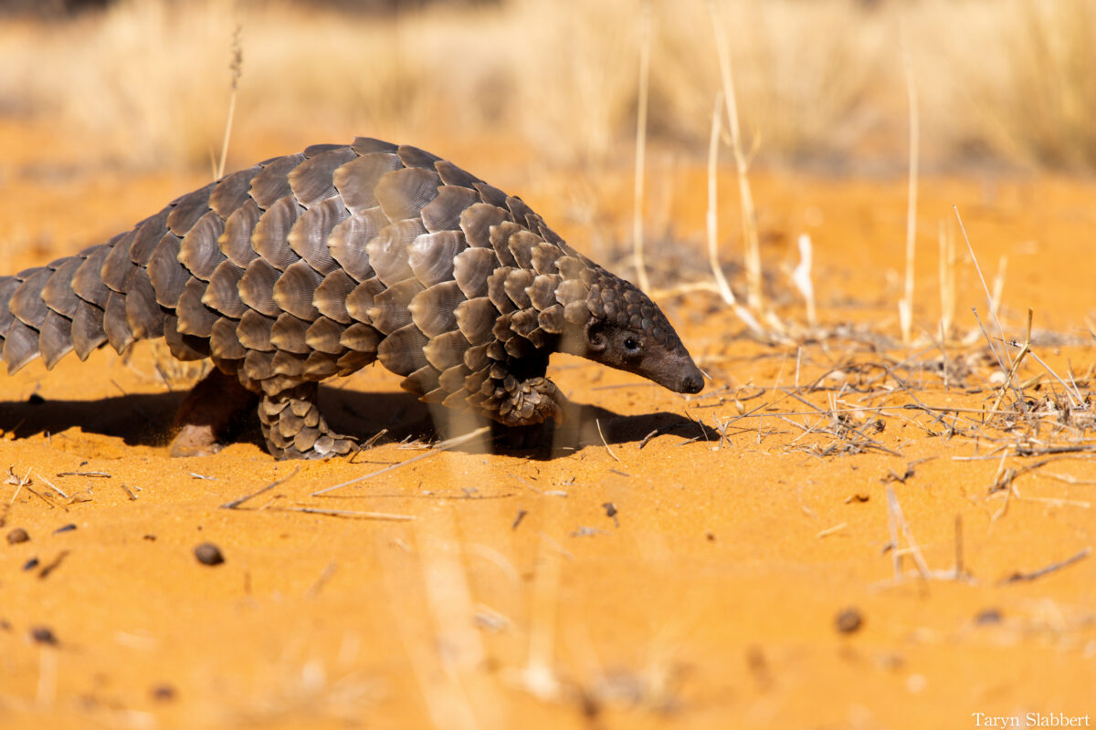 A Temminck's pangolin in the Kalahari